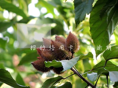 招行信用卡7块逾期一周 招行信用卡7块逾期一周