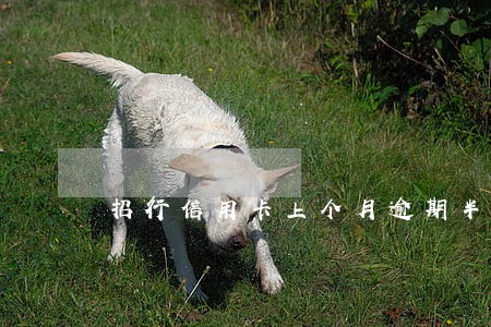 招行信用卡上个月逾期半个月