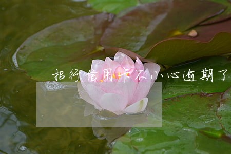 招行信用卡不小心逾期了 招行信用卡不小心逾期了