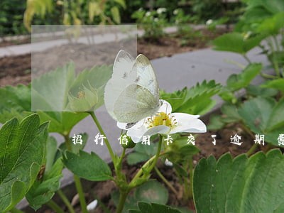 招行信用卡交了逾期费
