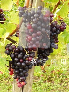 招行信用卡内部逾期 招行信用卡内部逾期