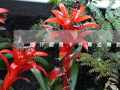 招行信用卡分期逾期四天 招行信用卡分期逾期四天