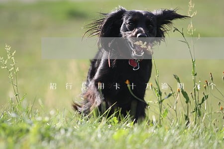 招行信用卡十万逾期六个月 招行信用卡十万逾期六个月