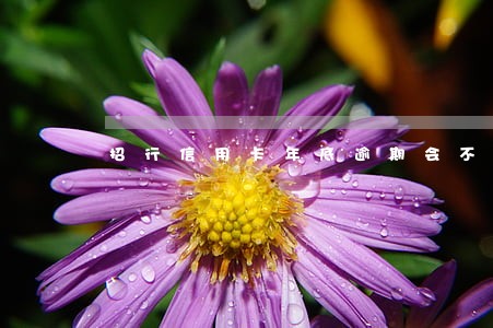 招行信用卡年底逾期会不会催的急