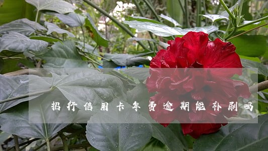 招行信用卡年费逾期能补刷吗