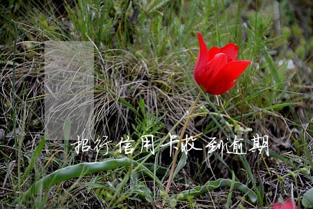 招行信用卡收到逾期 招行信用卡收到逾期