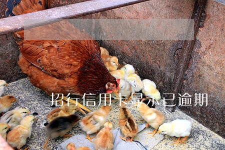 招行信用卡显示已逾期 招行信用卡显示已逾期