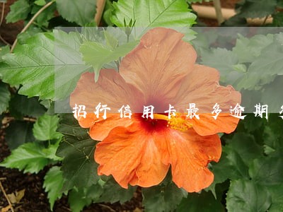 招行信用卡最多逾期多少天