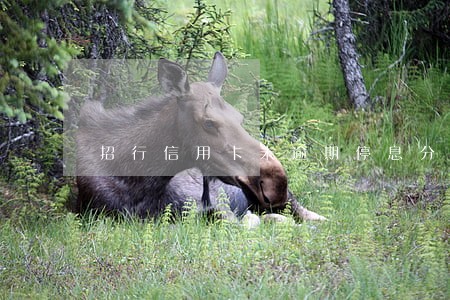 招行信用卡未逾期停息分期 招行信用卡未逾期停息分期