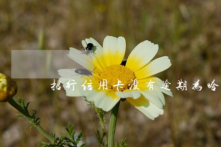 招行信用卡没有逾期为啥停卡 招行信用卡没有逾期为啥停卡