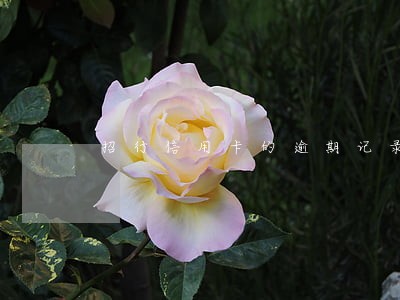 招行信用卡的逾期记录怎么消除