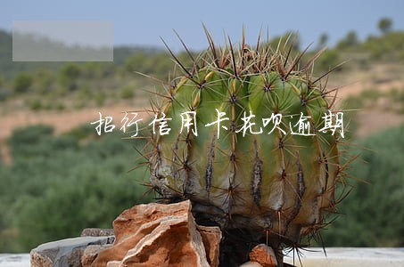 招行信用卡花呗逾期 招行信用卡花呗逾期