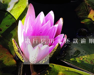招行信用卡还款逾期一天6 招行信用卡还款逾期一天6