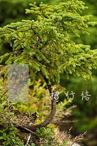 招行信用卡连续两个月逾期1天 招行信用卡连续两个月逾期1天