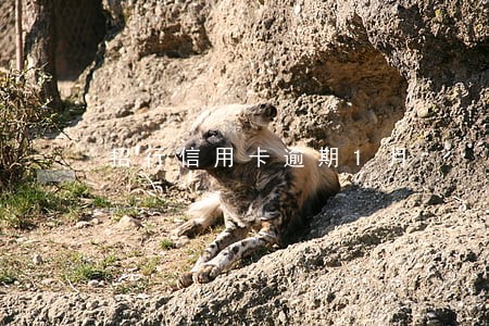 招行信用卡逾期1月 招行信用卡逾期1月