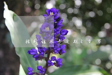 招行信用卡逾期20万