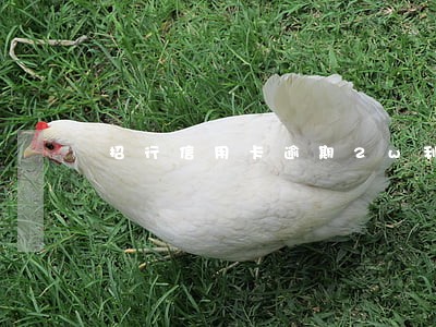 招行信用卡逾期2w利息怎么算