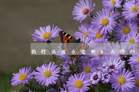 招行信用卡逾期3天滞纳金 招行信用卡逾期3天滞纳金