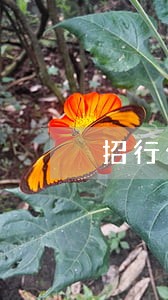 招行信用卡逾期5年内有6个月 招行信用卡逾期5年内有6个月