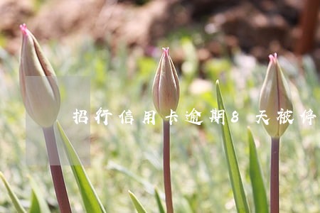 招行信用卡逾期8天被停止 招行信用卡逾期8天被停止