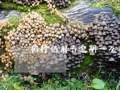 招行信用卡逾期一万多利息