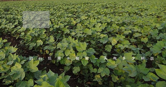 招行信用卡逾期一天有多少利息 招行信用卡逾期一天有多少利息