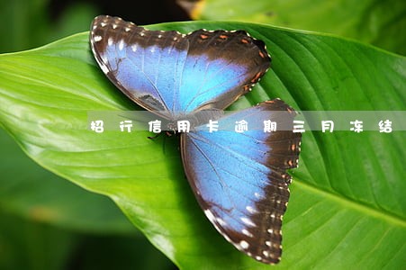 招行信用卡逾期三月冻结 招行信用卡逾期三月冻结