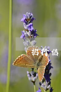招行信用卡逾期上门取证 招行信用卡逾期上门取证