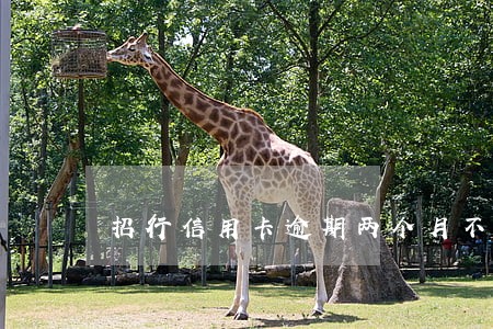 招行信用卡逾期两个月不听电话 招行信用卡逾期两个月不听电话