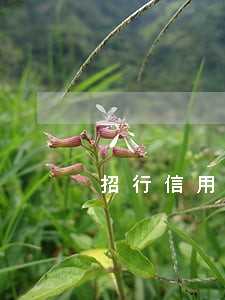 招行信用卡逾期两个月怎么 招行信用卡逾期两个月怎么