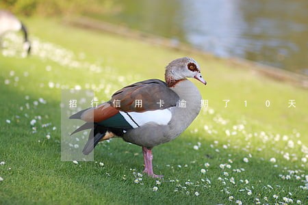 招行信用卡逾期了10天 招行信用卡逾期了10天