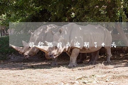 招行信用卡逾期了4天 招行信用卡逾期了4天