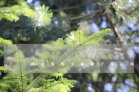 招行信用卡逾期了可以再次申请 招行信用卡逾期了可以再次申请