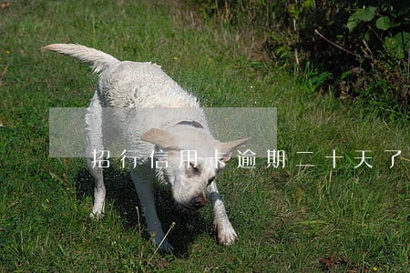招行信用卡逾期二十天了 招行信用卡逾期二十天了