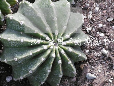 招行信用卡逾期会影响好期贷吗