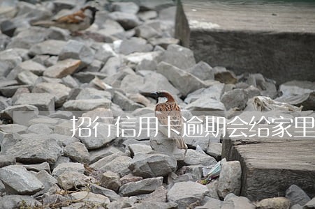 招行信用卡逾期会给家里打电话吗 招行信用卡逾期会给家里打电话吗