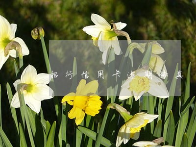 招行信用卡逾期传真