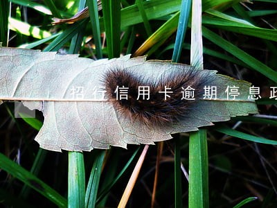 招行信用卡逾期停息政策