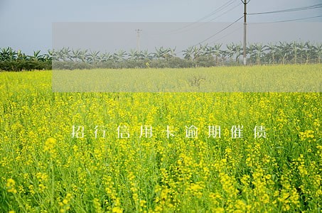 招行信用卡逾期催债 招行信用卡逾期催债