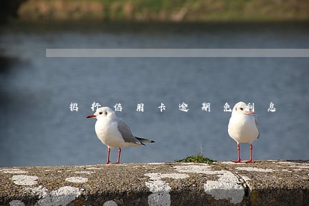 招行信用卡逾期免利息 招行信用卡逾期免利息