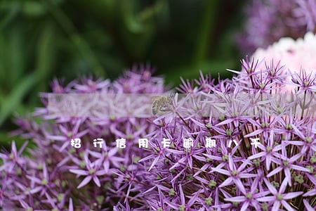 招行信用卡逾期八千 招行信用卡逾期八千