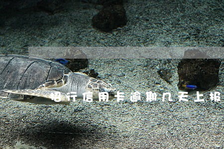 招行信用卡逾期几天上报征信 招行信用卡逾期几天上报征信
