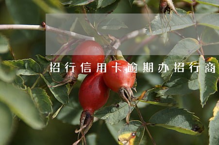 招行信用卡逾期办招行商务卡 招行信用卡逾期办招行商务卡