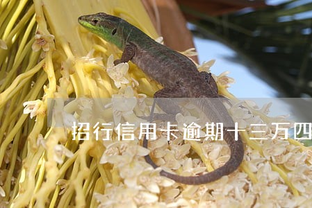 招行信用卡逾期十三万四个月