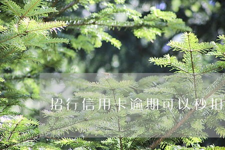招行信用卡逾期可以秒扣储蓄卡 招行信用卡逾期可以秒扣储蓄卡