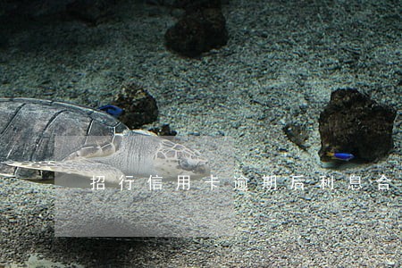 招行信用卡逾期后利息合法吗