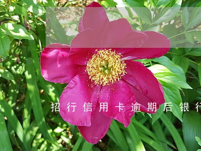 招行信用卡逾期后银行流程 招行信用卡逾期后银行流程