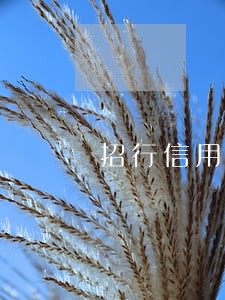 招行信用卡逾期咋办 招行信用卡逾期咋办