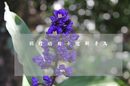 招行信用卡逾期多久