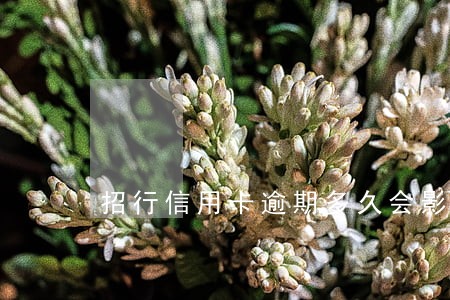 招行信用卡逾期多久会影响信用